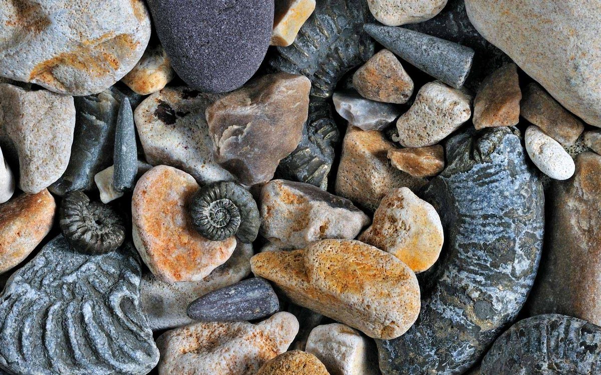 Guide des Artefacts Anciens et Fossiles à Pokopia : Localisation et Détails